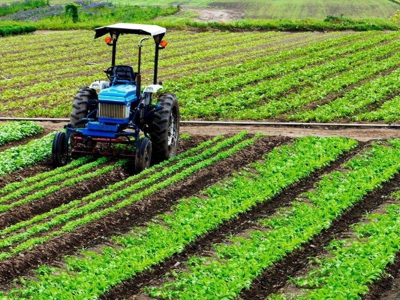 Ngành nông nghiệp ứng dụng công nghệ cao mang lại môi trường làm việc thoải mái, gần gũi thiên nhiên cho lao động đi xuất khẩu lao động Đài Loan Hà Nam