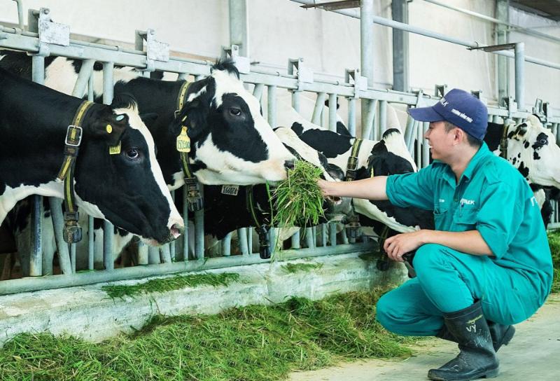 Ngành nông nghiệp chăn nuôi bò sữa