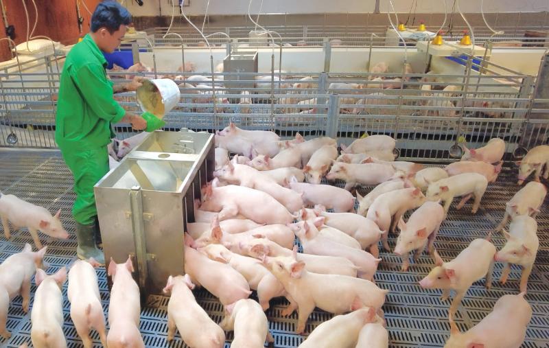 Ngành nông nghiệp chăn nuôi lợn