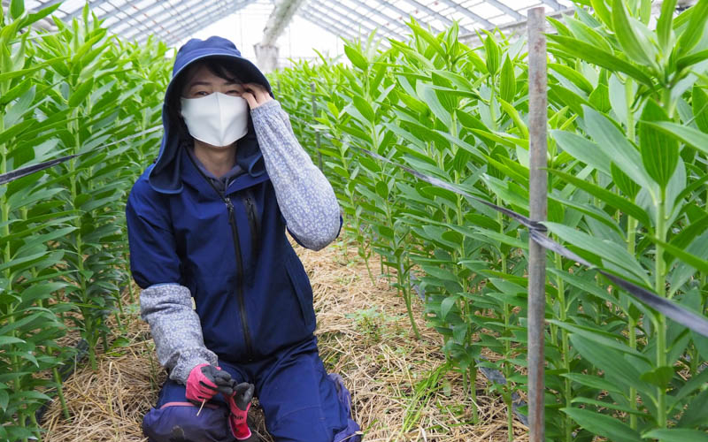 Lao động nữ người Việt có vóc dáng nhỏ nhắn đơn hàng nông nghiệp đang chăm sóc hoa.