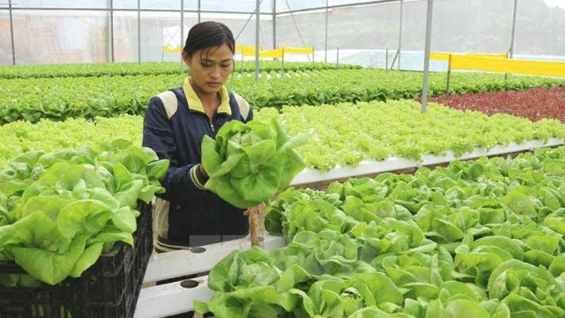 Ưu điểm và nhược điểm đơn hàng nông nghiệp Đài Loan