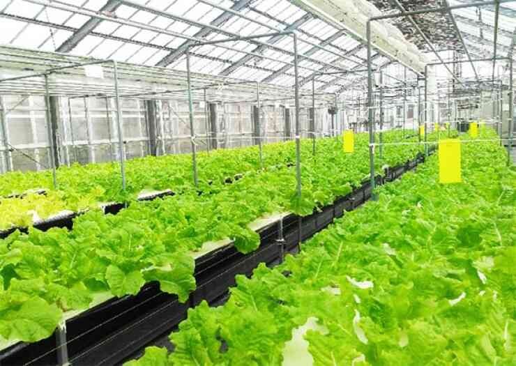 Đơn hàng sản xuất rau sạch theo tiêu chuẩn công ty